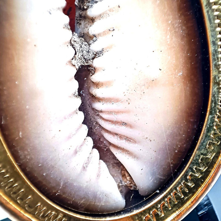 Thai Bia Gae Amulet Luang Pu Maha Sila