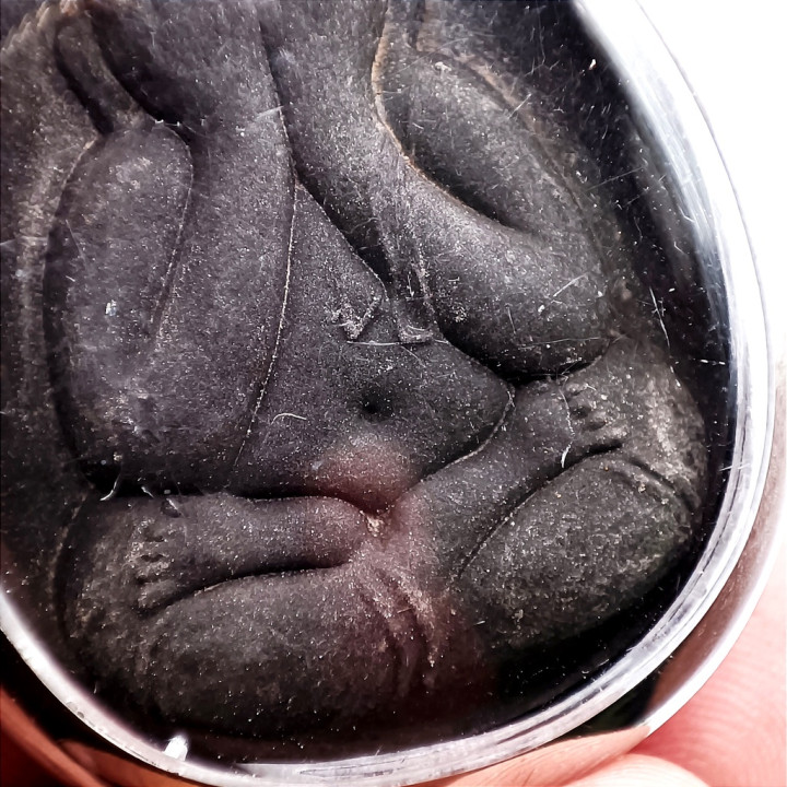 Phra Pidta Luang Pu Toh Jumbo 2 Amulet